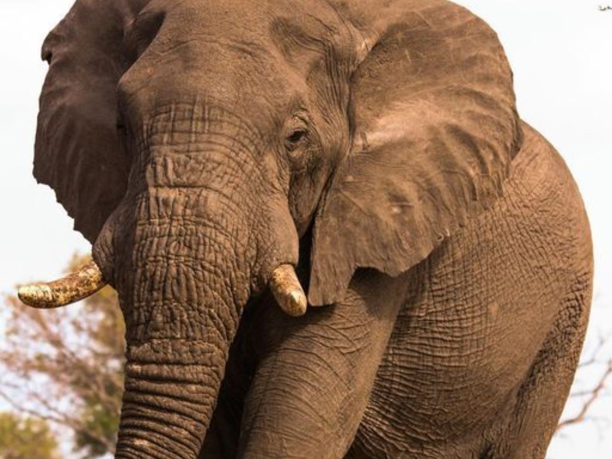 animals-that-can-beat-you-in-mathematics-and-have-a-brain-bigger-than-a-child Animals That Can Beat You In Your Mathematics Exam - Photo Gallery