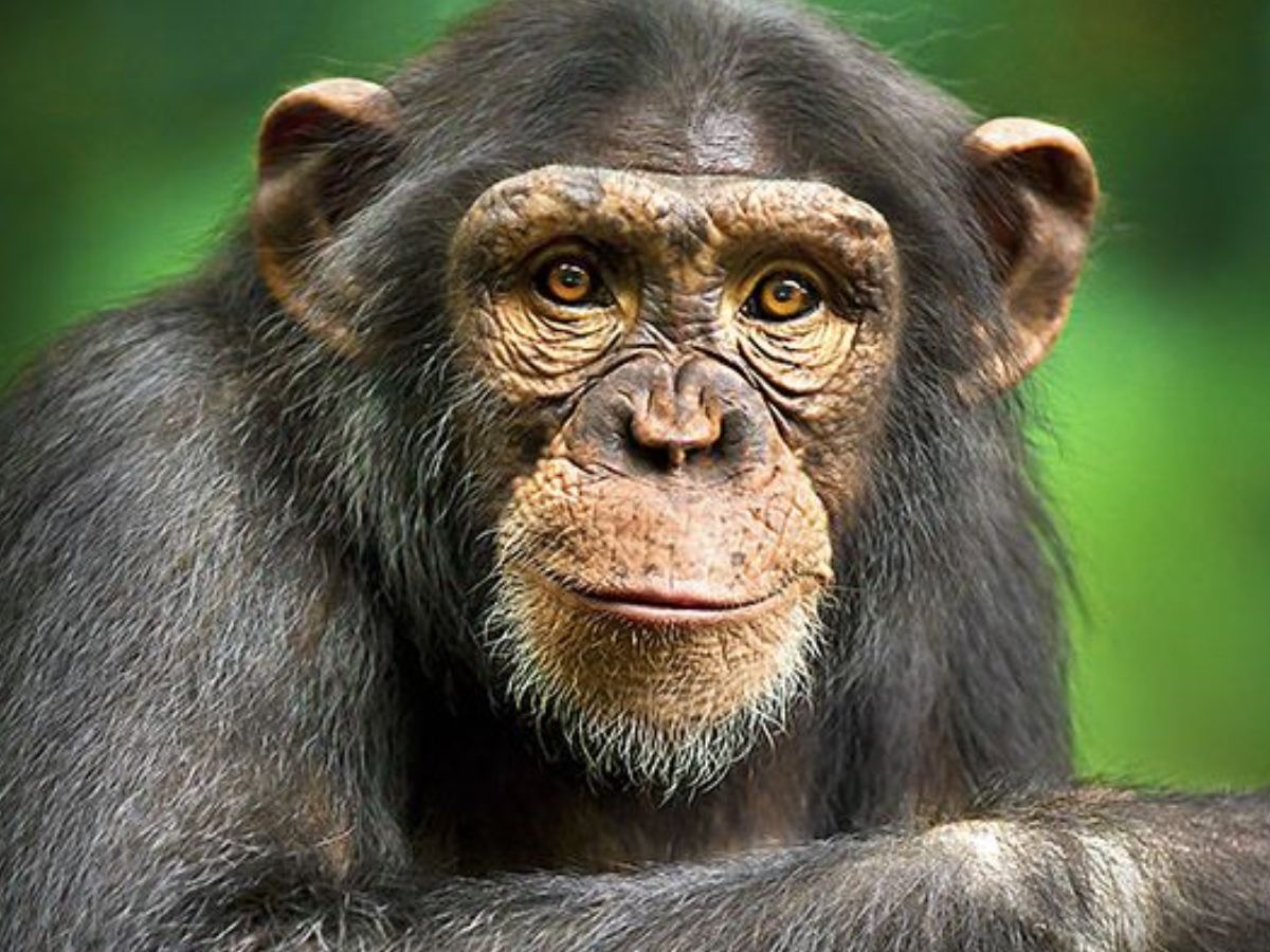 animals-that-can-beat-you-in-mathematics-and-have-a-brain-bigger-than-a-child Animals That Can Beat You In Your Mathematics Exam - Photo Gallery
