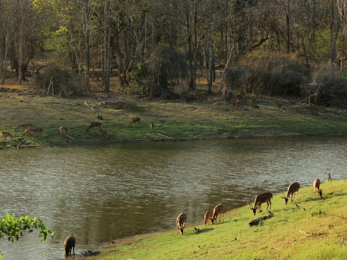 here-are-the-top-10-national-parks-in-india-one-must-visit-atleast-once-in-their-life-in-pics Nagarhole National Park – Karnataka(Image Credit- Pinterest) - Photo Gallery