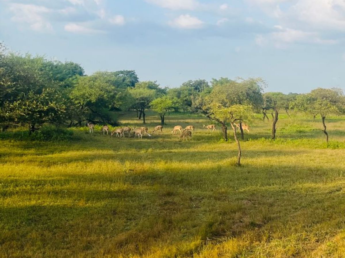 here-are-the-top-10-national-parks-in-india-one-must-visit-atleast-once-in-their-life-in-pics Gir National Park – Gujarat(Image Credit - Pinterest) - Photo Gallery