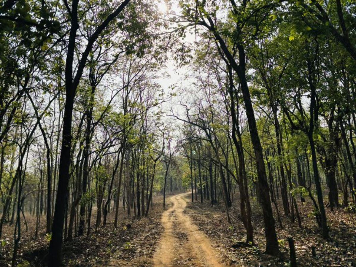 here-are-the-top-10-national-parks-in-india-one-must-visit-atleast-once-in-their-life-in-pics Kanha National Park – Madhya Pradesh(Image Credit- Pinterest) - Photo Gallery