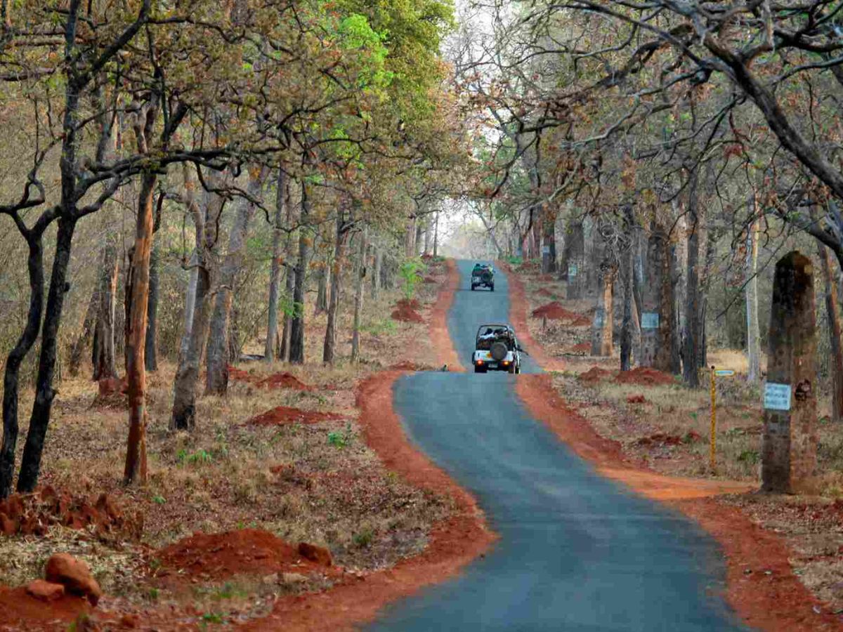 here-are-the-top-10-national-parks-in-india-one-must-visit-atleast-once-in-their-life-in-pics Tadoba Andhari Tiger Reserve – Maharashtra(Image Credit- Pinterest) - Photo Gallery