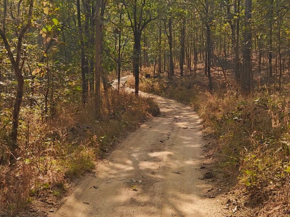 here-are-the-top-10-national-parks-in-india-one-must-visit-atleast-once-in-their-life-in-pics Pench National Park – Madhya Pradesh/Maharashtra(Image Credit - Pinterest) - Photo Gallery