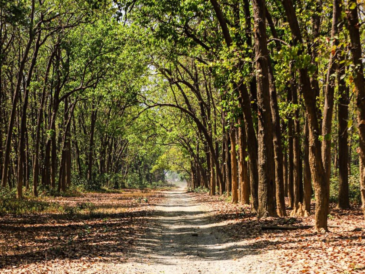 here-are-the-top-10-national-parks-in-india-one-must-visit-atleast-once-in-their-life-in-pics Corbett National Park- Uttarakhand (Image Credit - Ovi Patankar Basu) - Photo Gallery