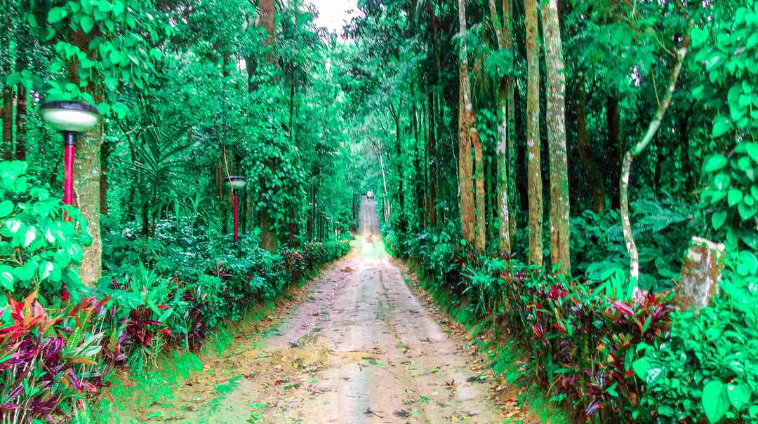 6-solo-travel-destinations-in-india-to-explore-this-monsoon 6 Best Solo Travel Destinations In India To Visit This Monsoon - Photo Gallery