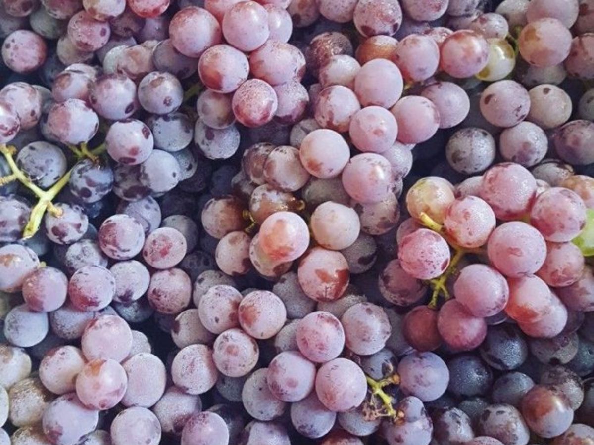 fighting-a-cold-avoid-these-6-fruits-that-can-make-it-worse Fighting a Cold? Avoid These 6 Fruits That Can Make It Worse - Photo Gallery