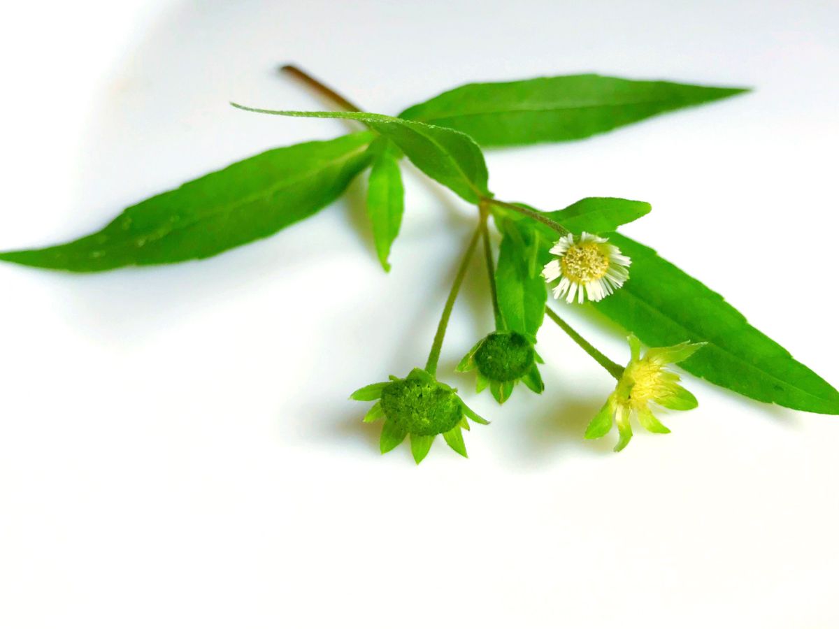 5 Easy and Natural Ways to Prevent Premature Greying of Hair - Photo Gallery